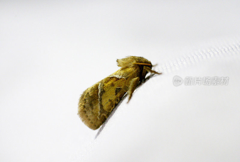 橙色雨燕(Hepialus sylvina)雄性